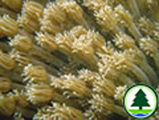  角 孔 珊 瑚 屬 