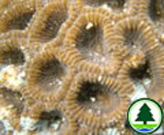  角 蜂 巢 珊 瑚 屬 