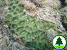  菊 花 珊 瑚 屬 