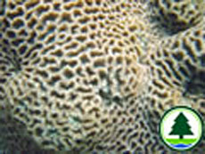  扁 腦 珊 瑚 屬 