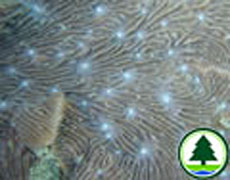  足 柄 珊 瑚 屬 