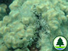  沙 珊 瑚 屬 