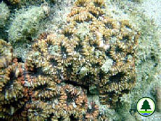  羅 圖 馬 蜂 巢 珊 瑚 