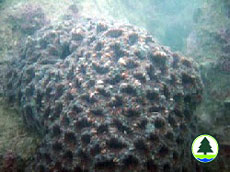  羅 圖 馬 蜂 巢 珊 瑚 
