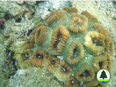  蜂 巢 珊 瑚 屬 珊 瑚 