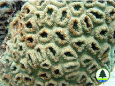  蜂 巢 珊 瑚 屬 珊 瑚 