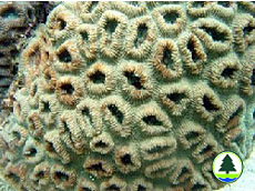  蜂 巢 珊 瑚 属 珊 瑚 