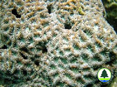  五 邊 角 蜂 巢 珊 瑚 