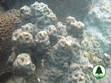  秘 密 角 珊 瑚 