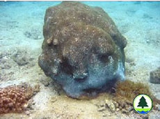  锯 齿 刺 星 珊 瑚 