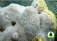  鋸 齒 刺 星 珊 瑚 