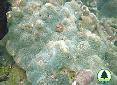  澄 黃 濱 珊 瑚 