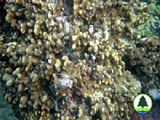  濱 珊 瑚 屬 的 珊 瑚 