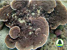  蔷 薇 珊 瑚 属 的 珊 瑚 