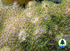  叢 生 盔 形 珊 瑚 