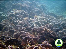  十 字 牡 丹 珊 瑚 