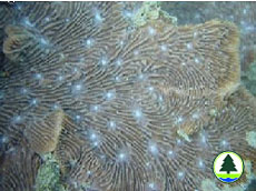  足 柄 珊 瑚 属 