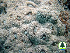  粗 糙 刺 叶 珊 瑚 的 板 层 形 珊 瑚 群 体 