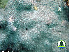  腐 蝕 刺 柄 珊 瑚 