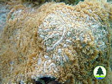  腐 蝕 刺 柄 珊 瑚 