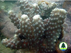 盾 形 陀 螺 珊 瑚