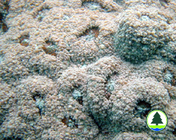  粗 糙 刺 叶 珊 瑚 