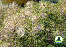  丛 生 盔 形 珊 瑚 