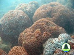  多 弯 角 蜂 巢 珊 瑚 