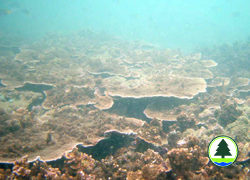  板 狀 珊 瑚 