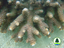  分 枝 形 珊 瑚 