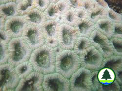 珊 瑚 