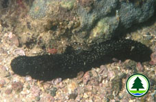 Holothuria sp.