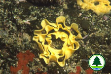  裸     鳃     海     蛞     蝓     的     卵     鞘     