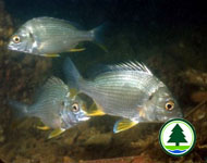 Yellowfin Seabream Acanthopagrus latus