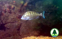 Black Porgy Acanthopagrus schlegeli 