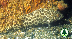  玳 瑁 石 斑 魚 
