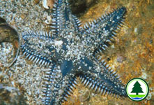  多                  棘                  槭                  海                  星                  