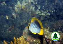  黑 背 蝴 蝶 魚 