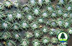  陀 螺 珊 瑚 