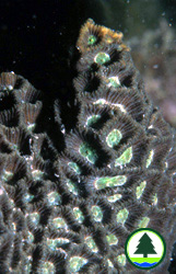  秘 密 角 蜂 巢 珊 瑚 