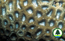  標 準 蜂 巢 珊 瑚 
