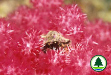  在 軟 珊 瑚 上 的 寄 居 蟹 