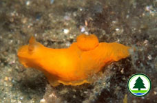 Gymnodoris citrina