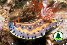 Hypselodoris festiva 