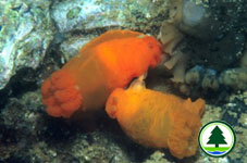 Mating Nudibrach