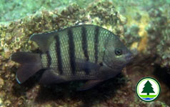 孟 加 拉 豆 娘 魚