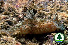 Chromodoris orientalis