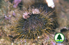 Decorator urchin Anthocidaris crissipinina  