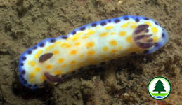  Nudibranch 1