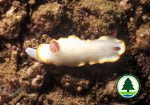  Nudibranch 2